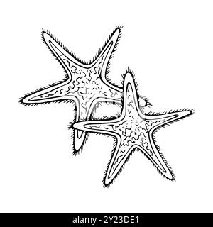 Zwei Seesterne, schwarzes weißes tropisches Tier Stock Vektor