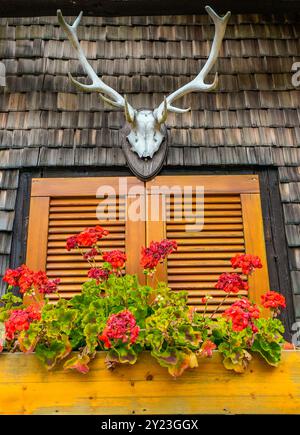 Traditionelles Haus im Schwarzwald mit Fensterläden und Blumen. Holztäfelung mit Geweih. Stockfoto
