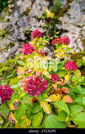 Blühende Hortensie mit rosa Blüten im Herbst. Stockfoto