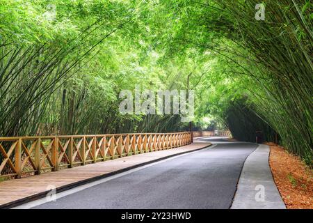 Malerische, gewundene Straße zwischen grünen Bambuswäldern Stockfoto