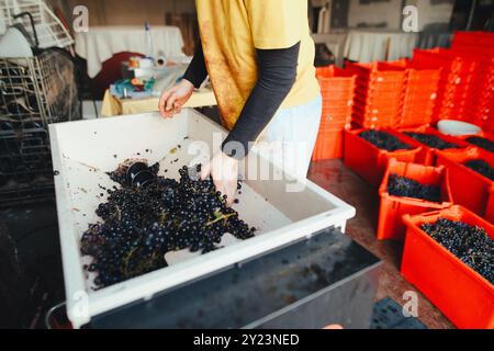 Weinkellerei wählt Trauben aus, bevor sie zerquetscht und gepresst werden. Stockfoto