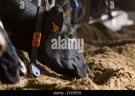 Schöne Kühe auf dem Bauernhof genießen, Kuhfarm Konzept, Portrait Holstein Kühe in modernen Bauernhof Viehtiere mit Sonnenlicht Stockfoto