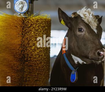 Kühe putzen auf dem Bauernhof, Kuhfarm Ausrüstung, rotierende Bürste Kratzer für Kühe auf modernen Farm Equipment Stockfoto