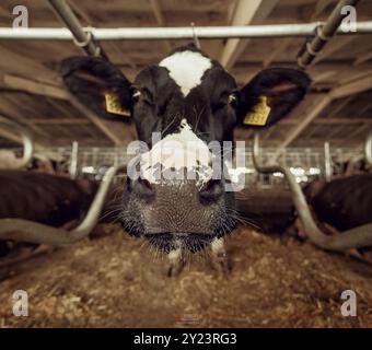 Lustige Kühe auf dem Bauernhof, Viehzuchtkonzept, Tagebuchkühe in einem modernen, kostenlosen Viehstall Stockfoto