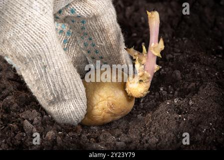 Hand in Arbeitshandschuh, Keimlinge aus der Gelbkartoffel in den Boden einpflanzen. Einzelne alte keimende Kartoffeln mit Augen, Augenloch, Knospen erschienen für den Frühling plantin Stockfoto