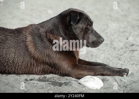 Armer einsamer Straßenhund liegt im Regen nassen Sand obdachloser verschwommener Hintergrund Stockfoto