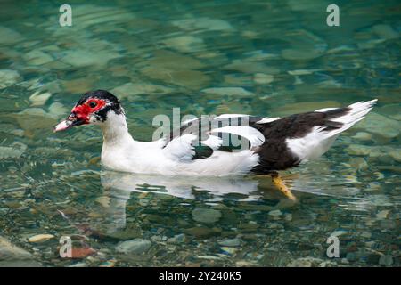 Die heimische Moschusente wie Barbarenenten oder Moschata schwimmen in einem hellen smaragdgrünen, lebendigen Wassersee Stockfoto