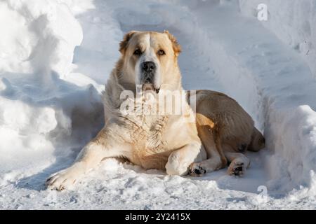 Zentralasiatischer Schäferhund männliche Erwachsene alabai Rasse Lügen Wächter Domain Territory weißer Schnee Winter Schneeschwehungen weißer Hintergrund Stockfoto