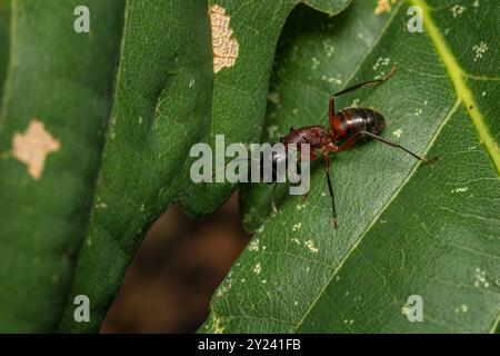 Zimmermann Ant - Camponotus ligniperdus, große schwarze und braune Ameise aus den Wäldern und Wäldern der Paläarktis, Zlin, Tschechische Republik. Stockfoto