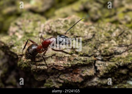 Zimmermann Ant - Camponotus ligniperdus, große schwarze und braune Ameise aus den Wäldern und Wäldern der Paläarktis, Zlin, Tschechische Republik. Stockfoto