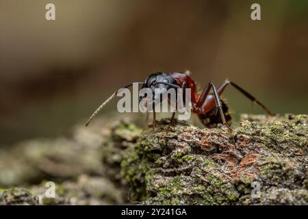 Zimmermann Ant - Camponotus ligniperdus, große schwarze und braune Ameise aus den Wäldern und Wäldern der Paläarktis, Zlin, Tschechische Republik. Stockfoto