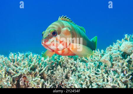 Schwarzspitzenbarsch, der auf gebleichten Korallen ruht Stockfoto