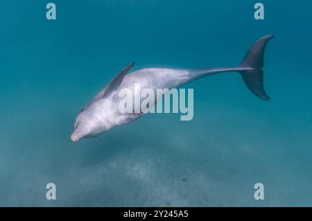 Indopazifische Tümmler Stockfoto