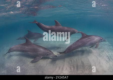 Indopazifische Tümmler Stockfoto