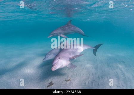 Indopazifische Tümmler Stockfoto