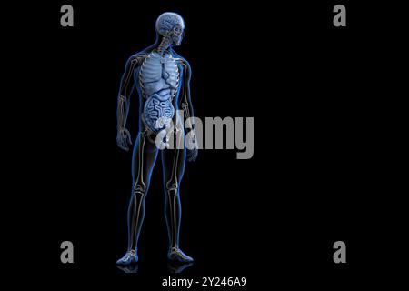 Anteriore Ansicht des menschlichen Körpers. 3D-Abbildung Stockfoto