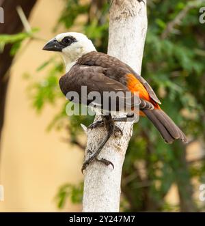 Der laute und farbenfrohe Weißkopf-Büffelweber ist ein Vogel der Akazien-Savannen und baut massive Dornbarrieren zum Schutz der Nester Stockfoto