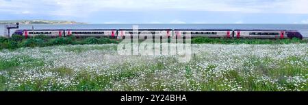 Arriva Cross Country Zug neben der Meeresmauer und dem South West Coast Path zwischen Dawlish Warren und Dawlish Marguerite Blumen in Blüte South Devon England Großbritannien Stockfoto