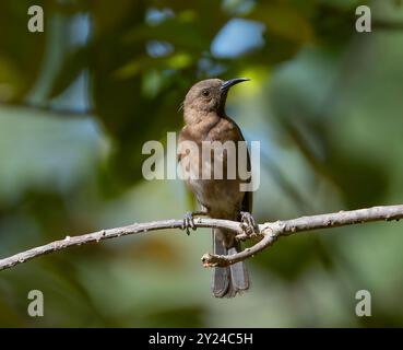 Braune Honeyeater (Lichmera indistincta) auf einem Zweig, Rinyirru, Lakefield National Park, Far North Queensland, Australien Stockfoto