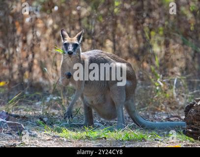 Agile Wallaby (Macropus agilis), das auf Gras schmeckt, Rinyirru, Lakefield National Park, Far North Queensland, Australien Stockfoto