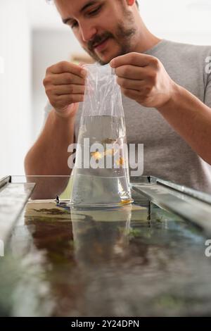 Ein Mensch, der Aquarienfische an neues Aquarienwasser gewöhnt Stockfoto