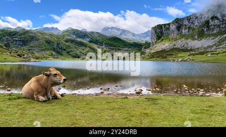 Braune Kuh, die sich an den Seen von Covadonga in Asturien, Spanien, entspannen Stockfoto