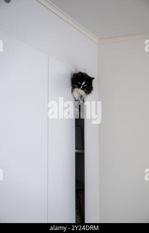 Die schwarze Katze kletterte in den Schrank und schaute hinter der Tür hinaus Stockfoto