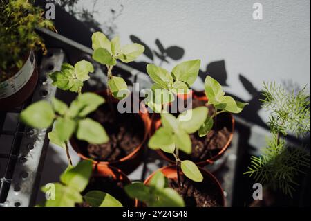 Sonnenblumenkeimlinge wachsen in Töpfen unter hellem Sonnenlicht im Garten. Stockfoto