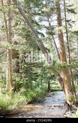 Waldbach fließt durch Bäume Stockfoto