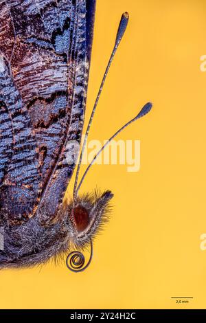 pfauenfalter (Aglais io), Nahaufnahme des Kopfes, der Antennen und des Mundes. Stockfoto