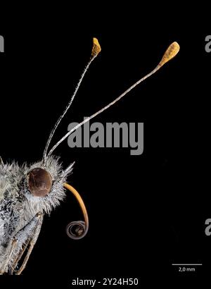 Großes weiß (Pieris brassicae), Nahaufnahme von Antennen, Kopf und Halterung. Stockfoto