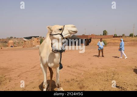 Nomadenlager mit Dromedaren und Kamelfahrer in der Wüstenlandschaft nahe dem Mittleren Atlas in Marokko. Marokko, Nordafrika. Foto von Hug Stockfoto