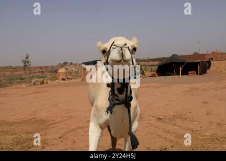 Nomadenlager mit Dromedaren und Kamelfahrer in der Wüstenlandschaft nahe dem Mittleren Atlas in Marokko. Marokko, Nordafrika. Foto von Hug Stockfoto