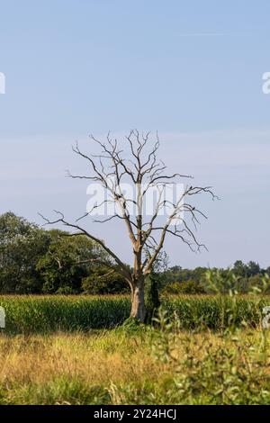 Ein einsamer, blattloser Baum, der hoch auf einem ländlichen Feld unter einem klaren blauen Himmel steht Stockfoto