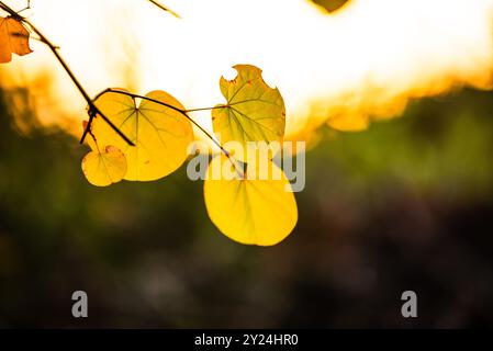 Goldene Blätter, beleuchtet durch sanftes Sonnenlicht, mit verschwommenem Hintergrund Stockfoto
