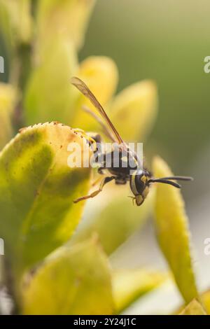 Seitenansicht einer europäischen Wespe auf einem Blatt Stockfoto