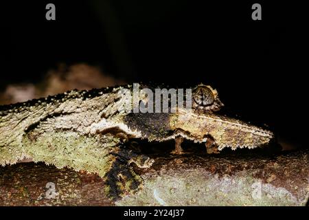 Perfekt bemoosten Leaf-tailed Gecko maskiert Stockfoto