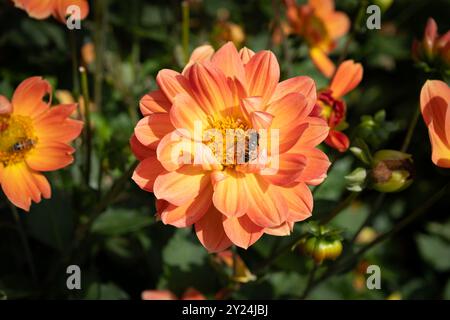 Eine Honigbiene sammelt Pollen auf einer pfirsichfarbenen Dahlie Stockfoto