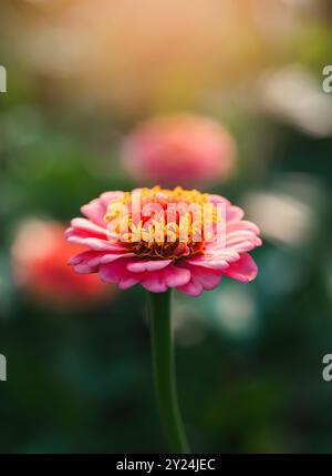 Nahaufnahme der rosa und gelben Zinnienblüte, die im Garten blüht. Stockfoto