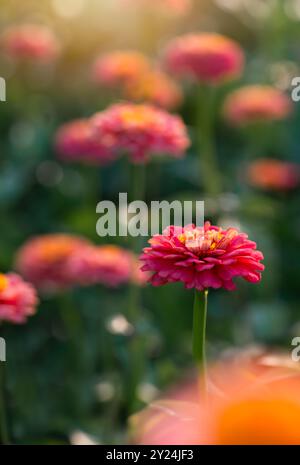 Nahaufnahme von rosafarbenen und gelben Zinnienblüten, die in einem Garten blühen. Stockfoto