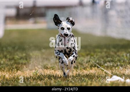 Schwarz-weiß gepunktete Dalmatiner Hunde-Lauflockenkurs Dog Sport Stockfoto