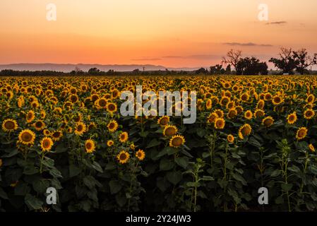 Sonnenblumenfeld bei Sonnenuntergang in Woodland, Kalifornien. Stockfoto