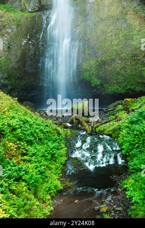 Die Salt Creek Falls kaskadieren über üppige, grüne, moosige Klippen. Stockfoto