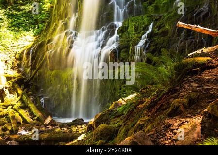 Wasserkaskaden über moosige Felsen und Baumstämme bei Proxy Falls, Eugene. Stockfoto
