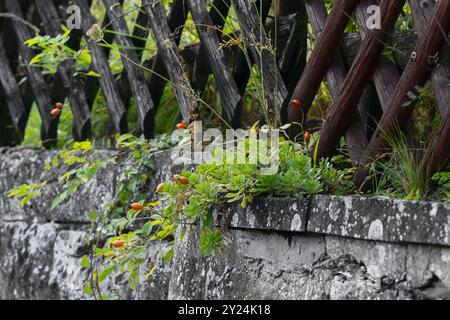 Hunderose an der Wand - fotografiert im Spätsommer Stockfoto