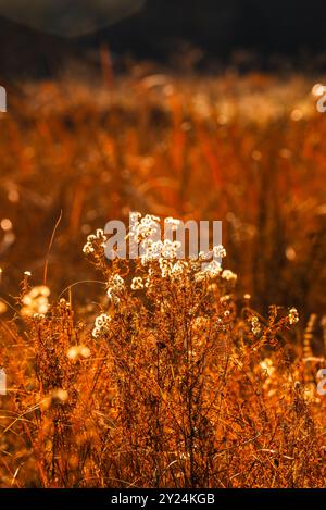 Sonnendurchflutete Wildblumen leuchten im Spätherbst auf einer goldenen Wiese. Stockfoto