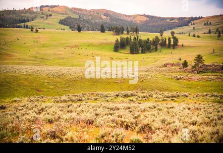 Ausgedehntes grünes Tal mit weidenden Bisons im Lamar Valley. Stockfoto