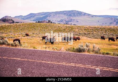 Bisonherde, die in der Nähe der Straße im Lamar Valley weidet Stockfoto