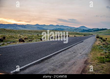 Bisons grasen entlang der Straße bei Sonnenuntergang im Lamar Valley von Yellowstone. Stockfoto