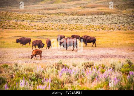 Eine Herde Bisons weidet in Yellowstone während eines ruhigen Abends. Stockfoto